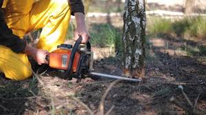 How Our Tree Care Process Works  in  Ingram, TX