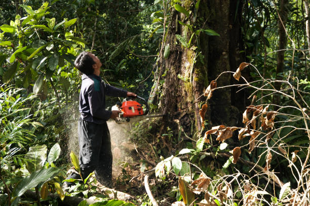 Best Tree and Shrub Care  in Ingram, TX