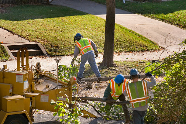 Best Tree Mulching  in Ingram, TX