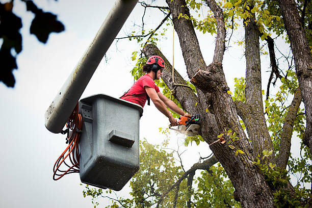 Trusted Ingram, TX  Tree Services Experts